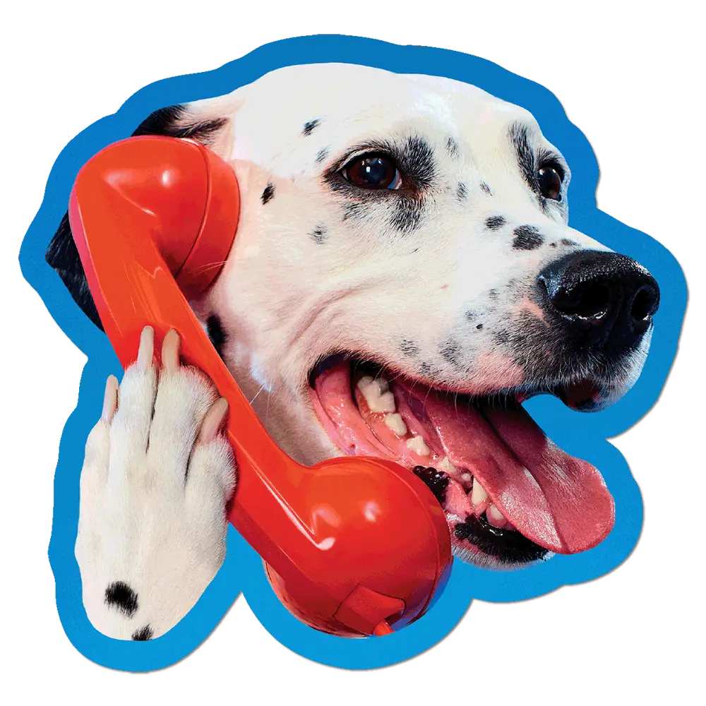 Dalmatian Phone Call